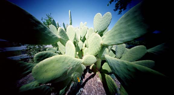 pinhole photograph