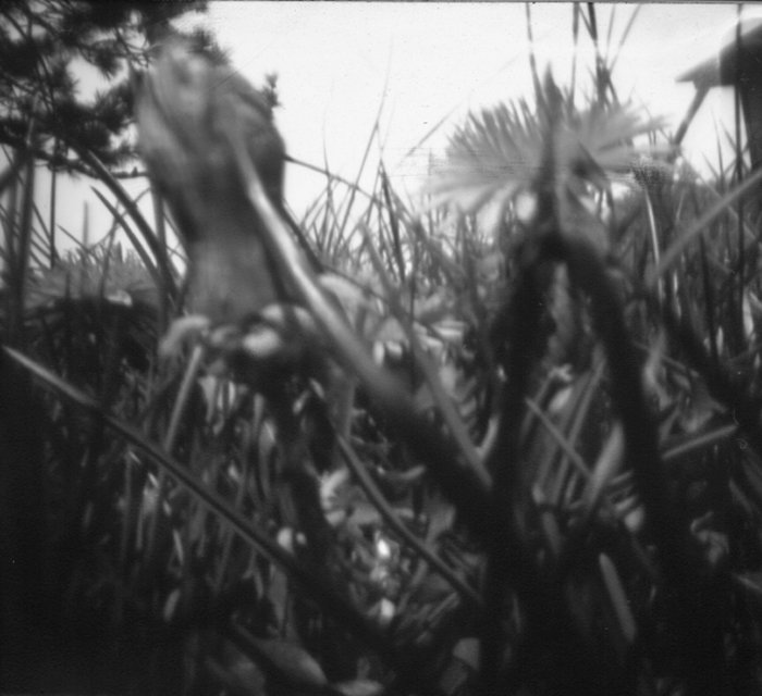 pinhole photograph