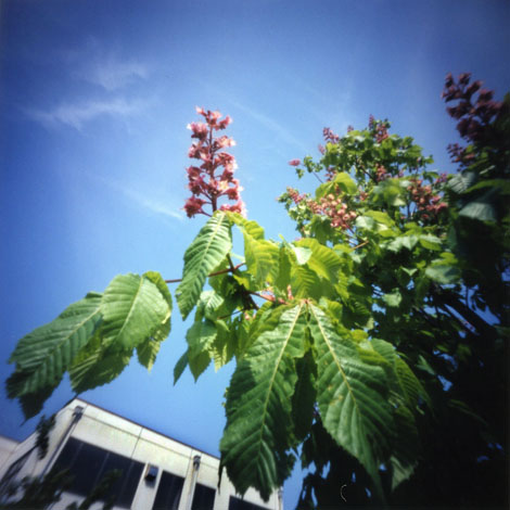 pinhole photograph