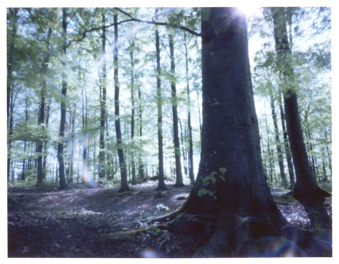 pinhole photograph