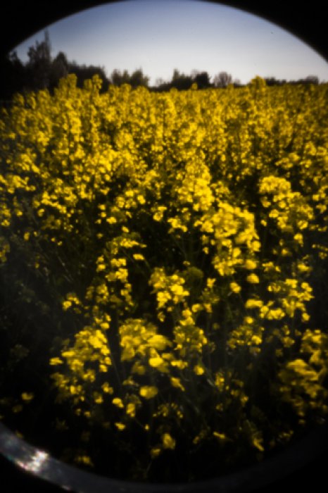 pinhole photograph