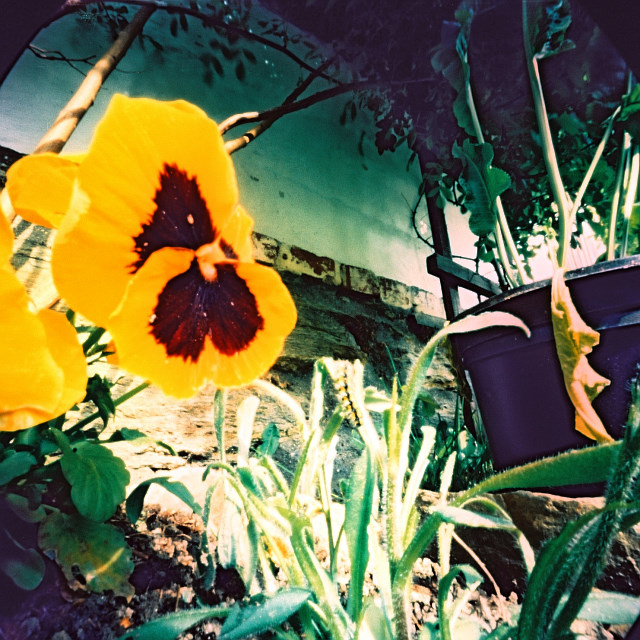 pinhole photograph