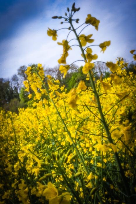 pinhole photograph