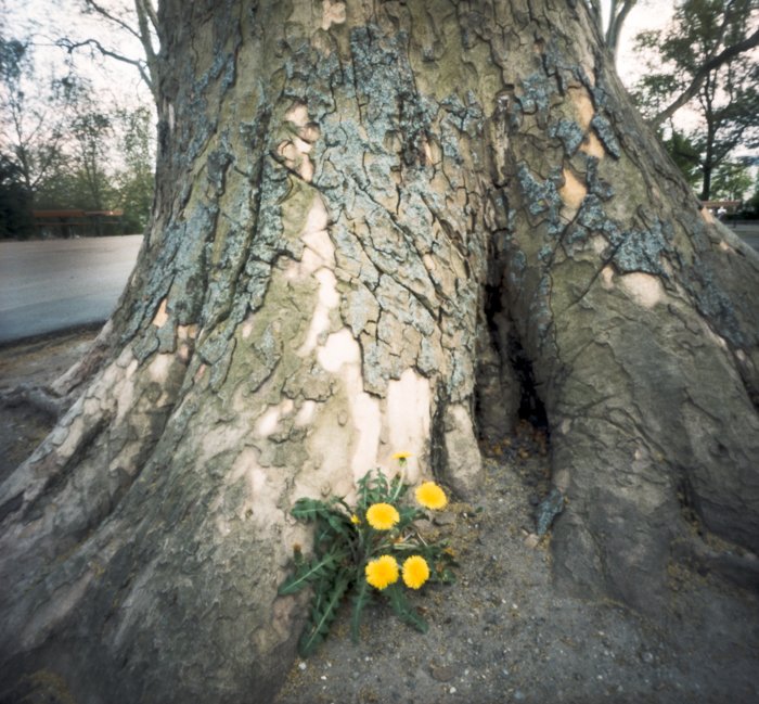 pinhole photograph