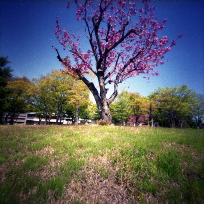 pinhole photograph