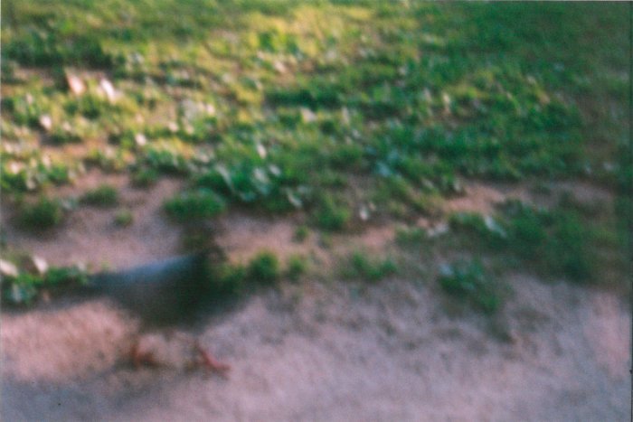 pinhole photograph