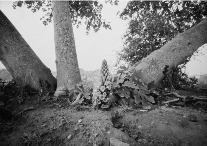 pinhole photograph