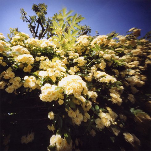 pinhole photograph