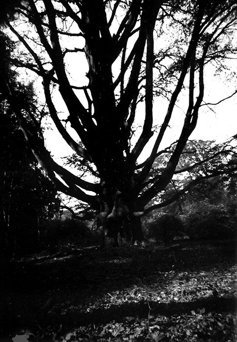 pinhole photograph