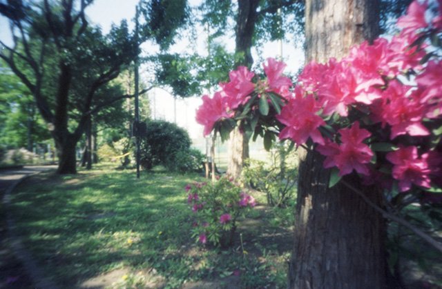 pinhole photograph