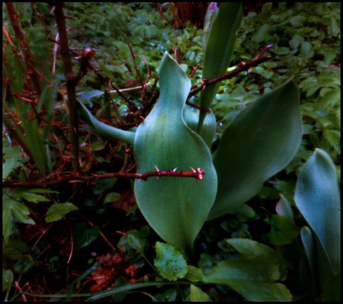 pinhole photograph