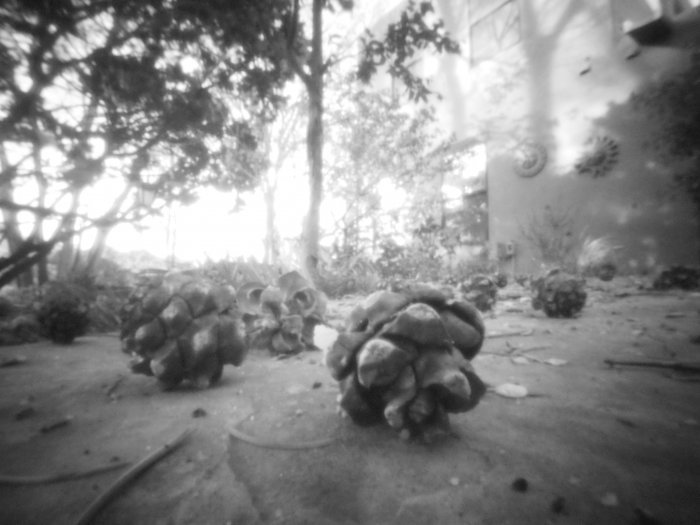 pinhole photograph