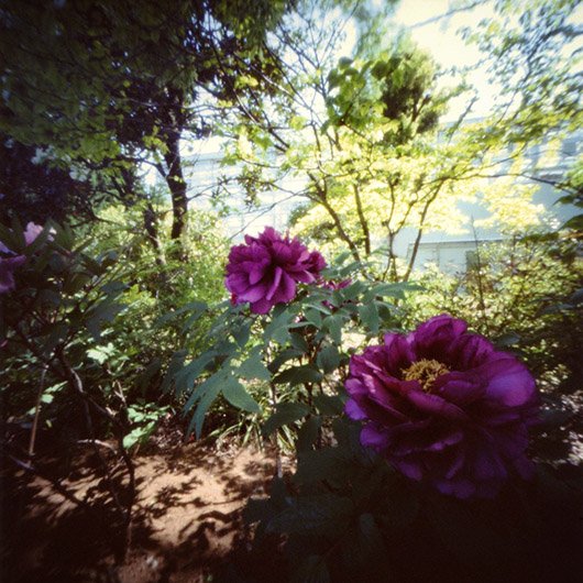 pinhole photograph