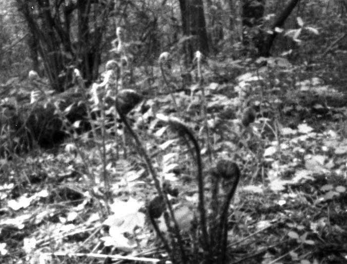 pinhole photograph