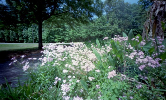 pinhole photograph