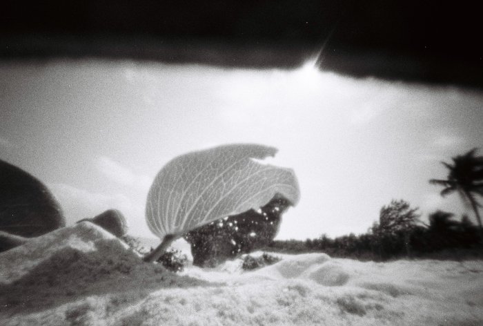 pinhole photograph