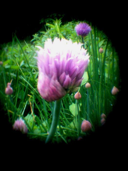 pinhole photograph