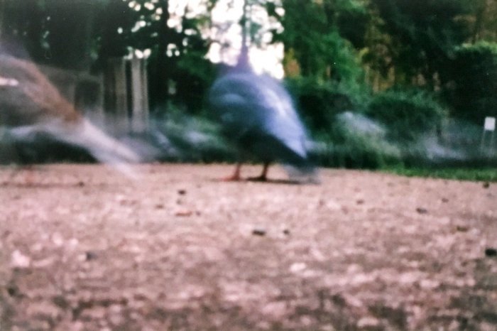 pinhole photograph