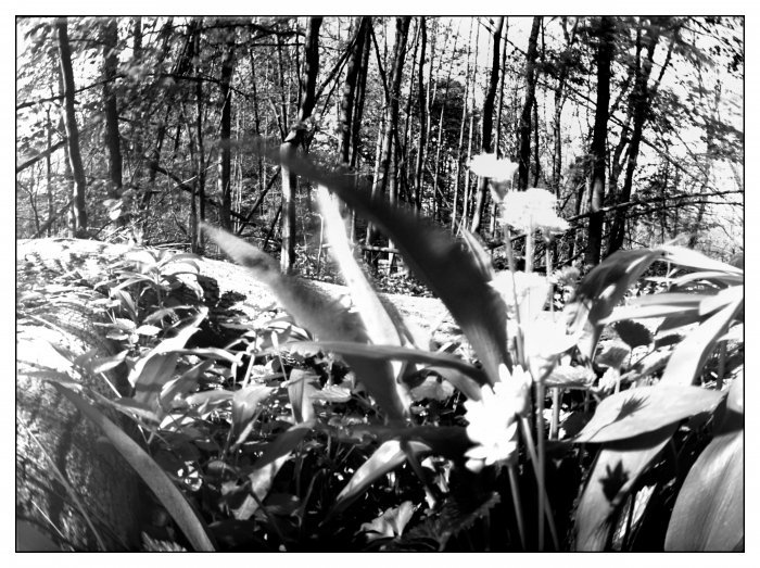 pinhole photograph