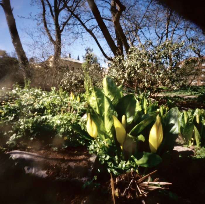 pinhole photograph