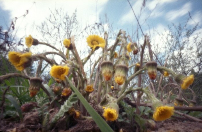 pinhole photograph