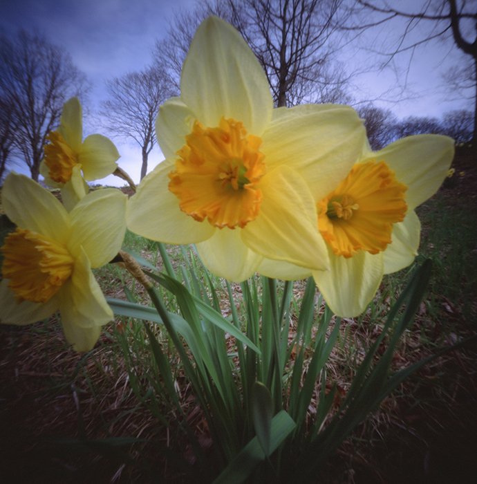 pinhole photograph
