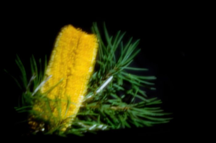 pinhole photograph