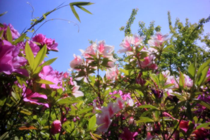 pinhole photograph
