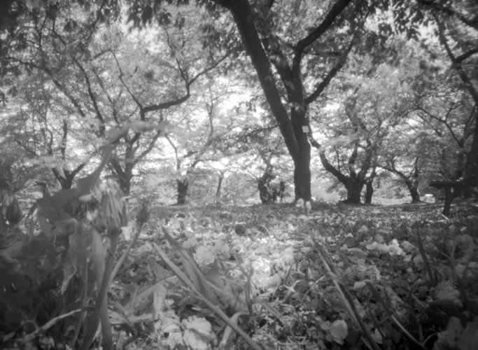 pinhole photograph