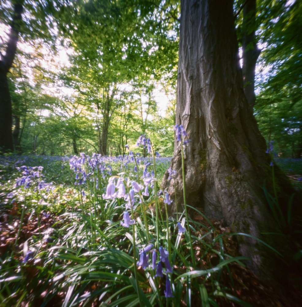pinhole photograph