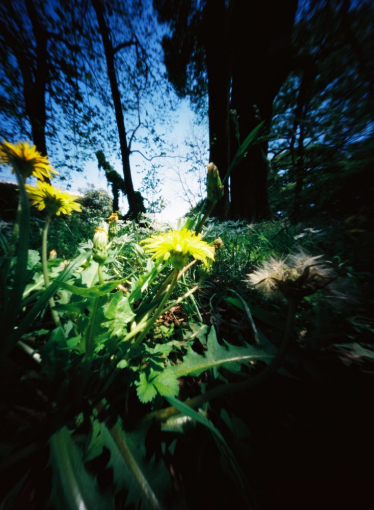 pinhole photograph