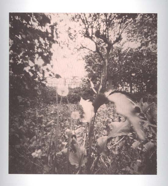 pinhole photograph
