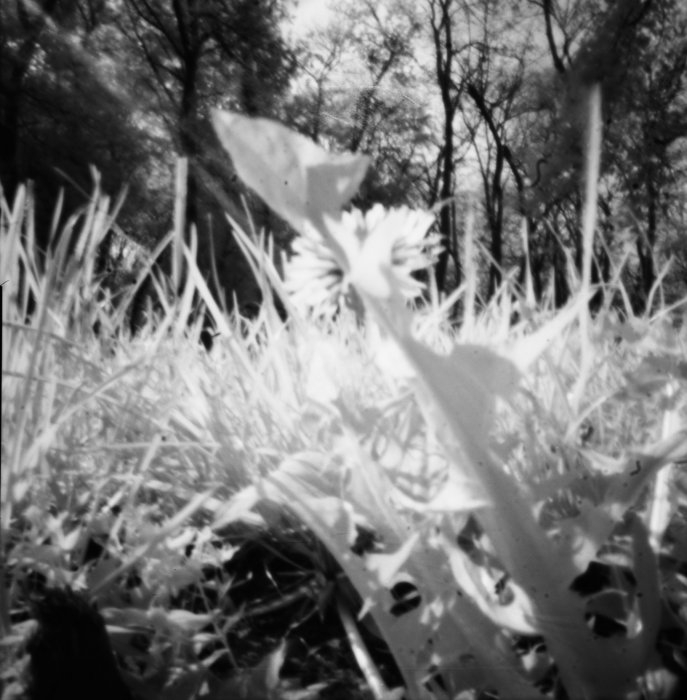 pinhole photograph