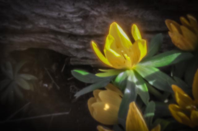 pinhole photograph