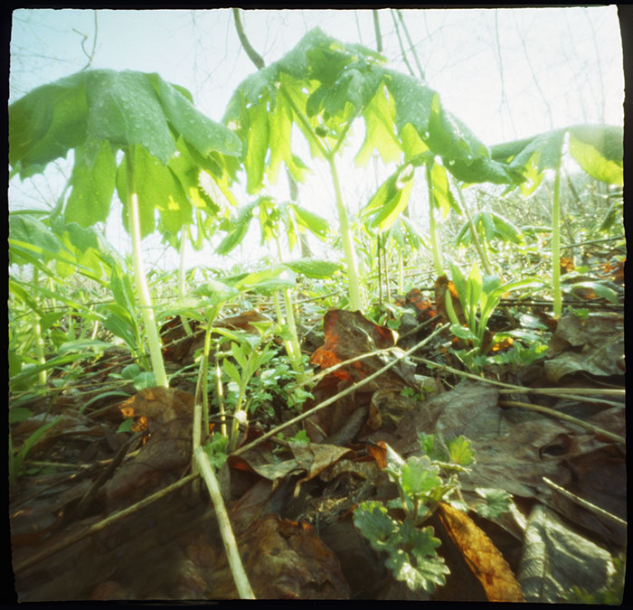 pinhole photograph