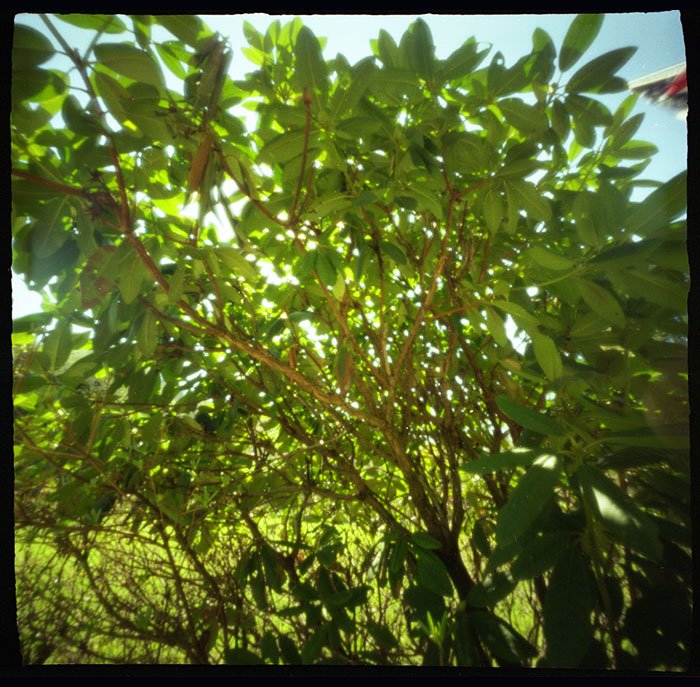 pinhole photograph