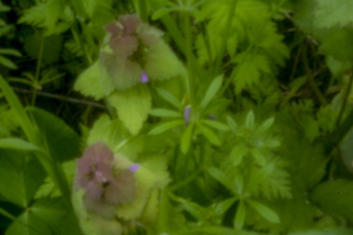 pinhole photograph