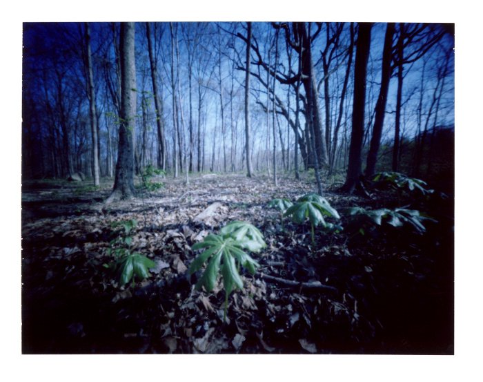 pinhole photograph