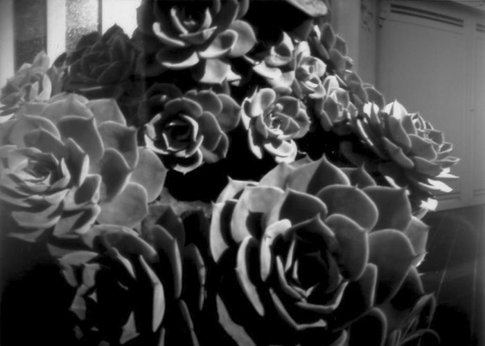 pinhole photograph