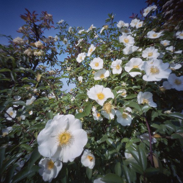 pinhole photograph