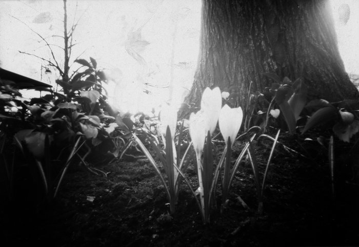 pinhole photograph