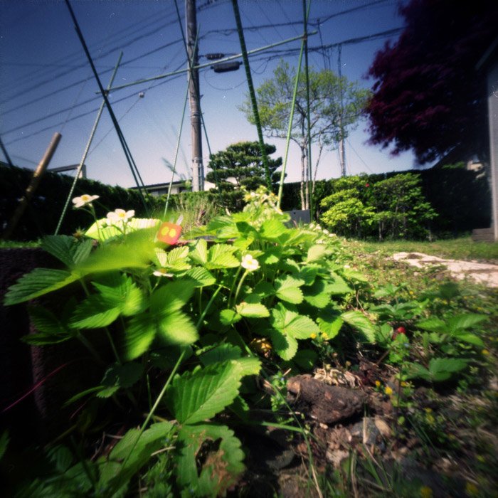 pinhole photograph