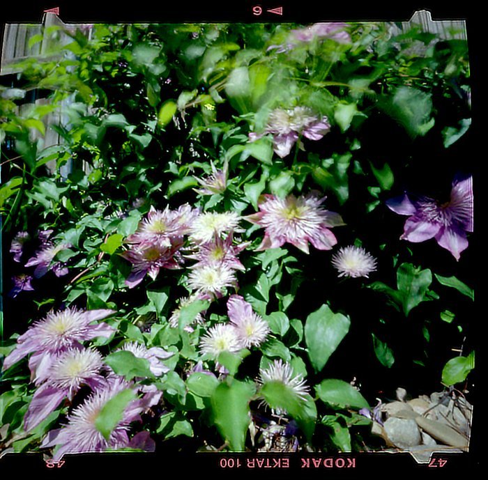 pinhole photograph