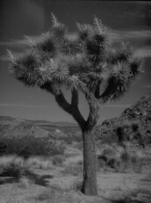 pinhole photograph