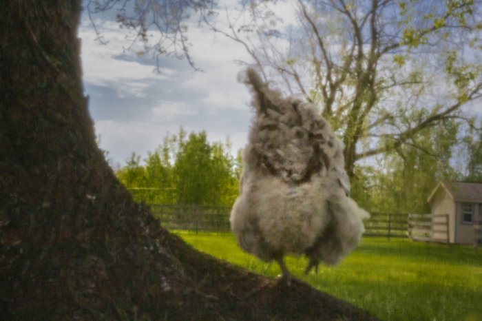 pinhole photograph