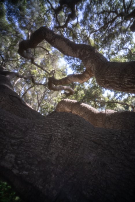 pinhole photograph