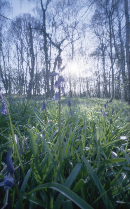 pinhole photograph