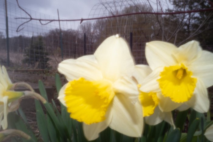 pinhole photograph