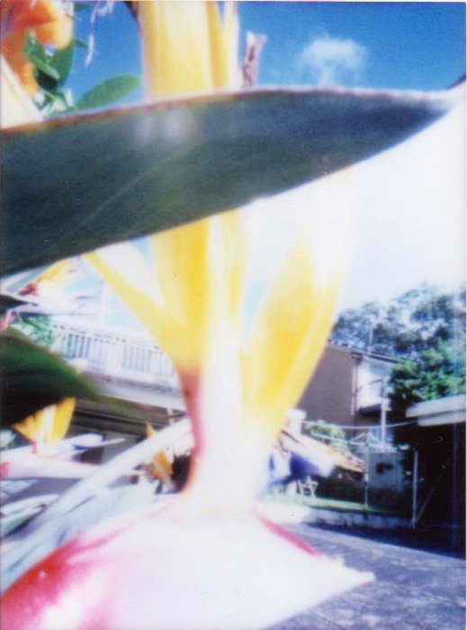 pinhole photograph