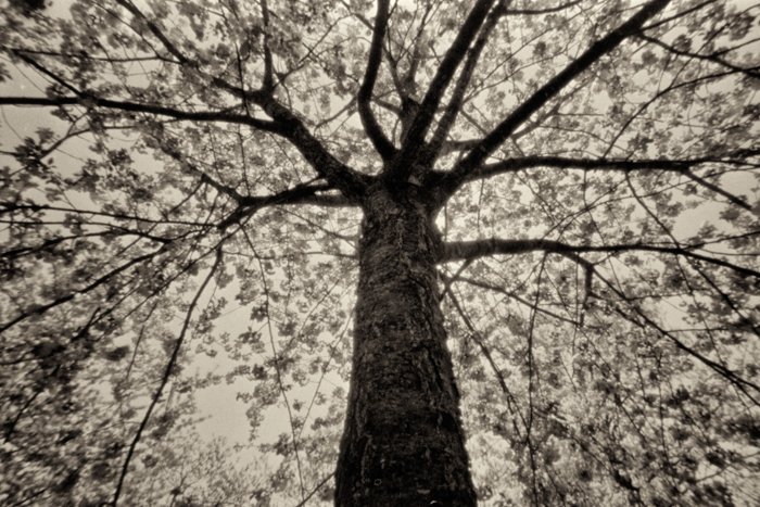 pinhole photograph